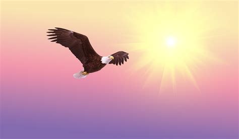 Psalm 103 Renewing Your Youth Like An Eagle Patricia M Robertson