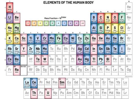 Elementos Químicos Del Cuerpo Humano Enclave Científico 2023