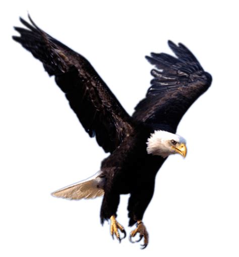 Eagle Landing Transparent Png Stickpng