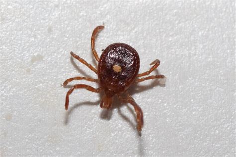 Lone Star Tick Bite Causes Allergy To Red Meat Guardian Liberty Voice