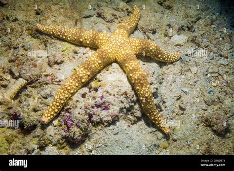 Gomophia Gomophia Hi Res Stock Photography And Images Alamy