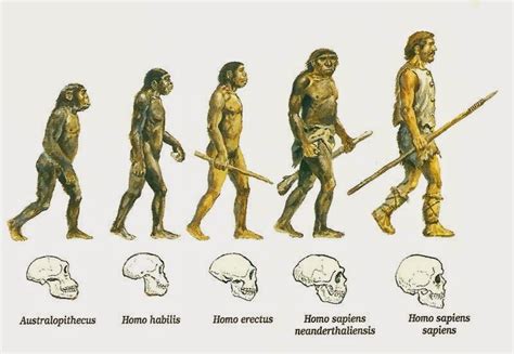 La Evolución Humana Proceso De Hominización