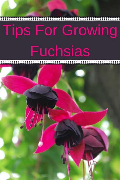 Growing Fuchsia Plants Brings A Lot Of Happiness To My Garden Perfect