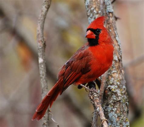 Birds Of The World Northern Cardinal