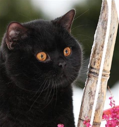 And their eye colors include green, hazel, copper, and gold. 42 best British shorthair images on Pinterest | Kitty cats ...