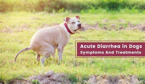 Acute Diarrhea In Dogs Symptoms And Treatments Canadapetcare Blog