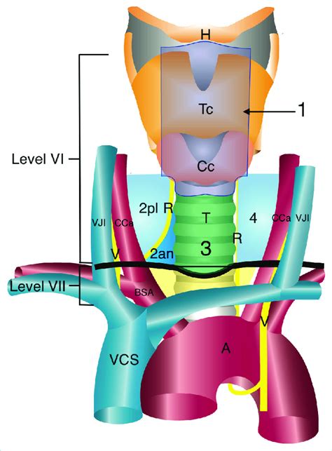 Distribution Of The Central Lymph Node Compartments 1 Prelaryngeal