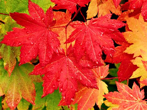 By the early 1700s, the maple leaf had been adopted as an emblem by the french canadians along the saint lawrence river. Maple Leaf Wallpapers High Quality | Download Free