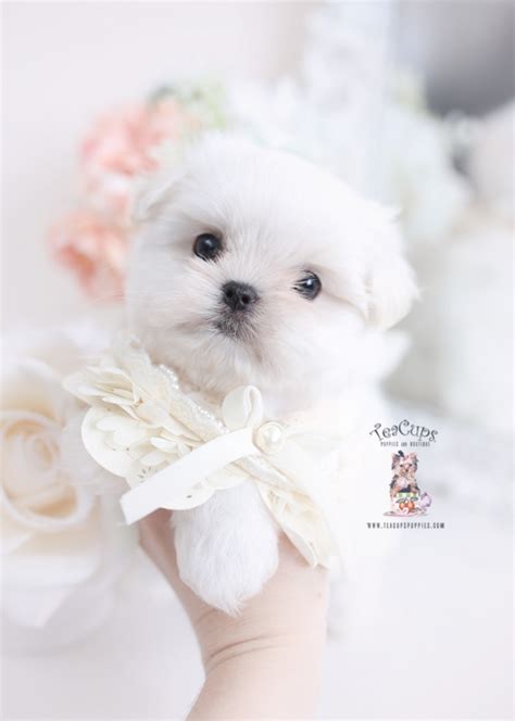 Actually these teacup puppies are really fit for a teacup. Pekingese Puppies For Sale by TeaCups, Puppies & Boutique | Teacup Puppies & Boutique