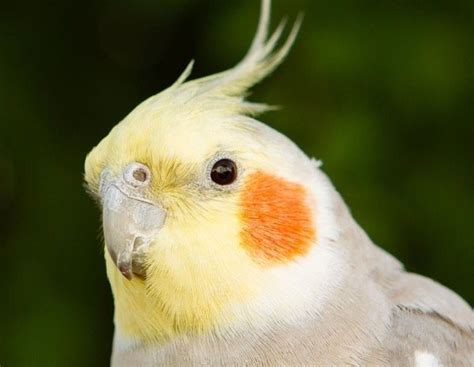 Las Ninfas Todo Lo Que Debes Saber Para Tener Este Pájaro De Mascota