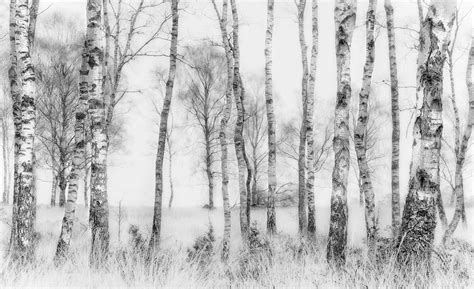 Slim, towering birch trees have distinctive, silvery white bark and leaves that turn a glorious gold in autumn. Black and white birch tree wall mural | Forest wallpaper ...