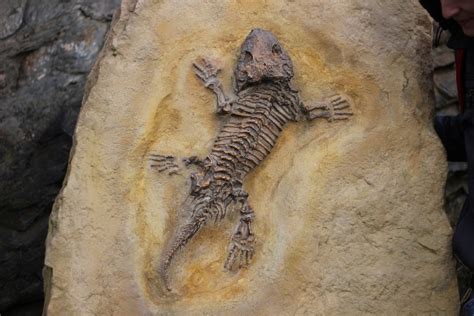 10迷人的化石与奥秘或罕见的功能 否则 188jdc金宝搏