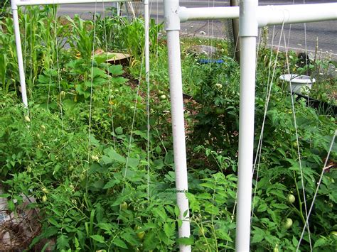 4 Ways To Support Tomatoes Well Actually 5 Growing Tomatoes