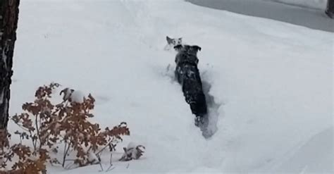 Big Dog Digs Out Trail For Little Dog After A Massive Snowfall Little