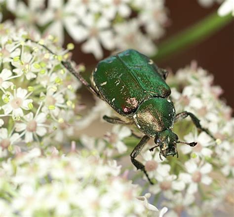 Noble Chafer Kent Orchards For Everyone