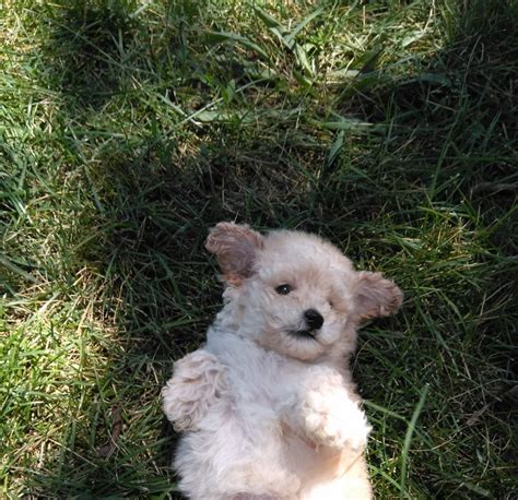 Looking for a maltipoo puppy for sale? Maltipoo Puppies For Sale | Oak Park, IL #279011 | Petzlover