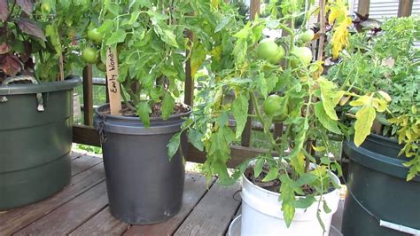 Garden Questions Does Tomato Container Size Matter And Do