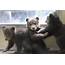 VIDEO Rescued Brown Bear Cubs Play At Alaska Zoo  HuffPost