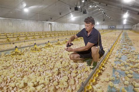 Poultry Breeder Farms