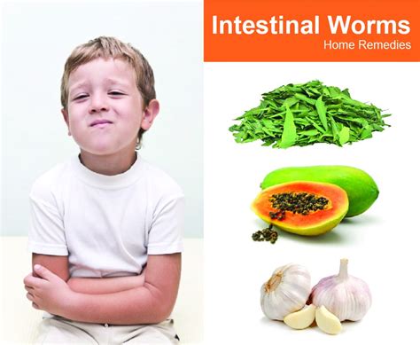 Remedy Treat Intestinal Worms Naturally Health Gadgetsng