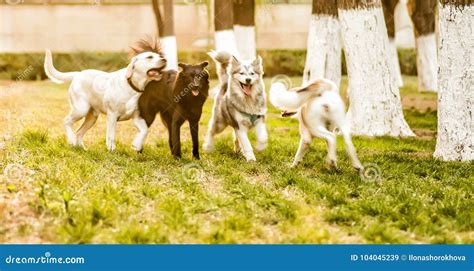 Group Of Dogs Playing Outside In The Park Stock Image Image Of Animal