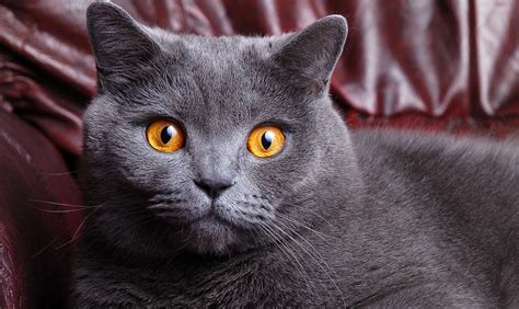 British Shorthair History Personality Appearance Health And Pictures
