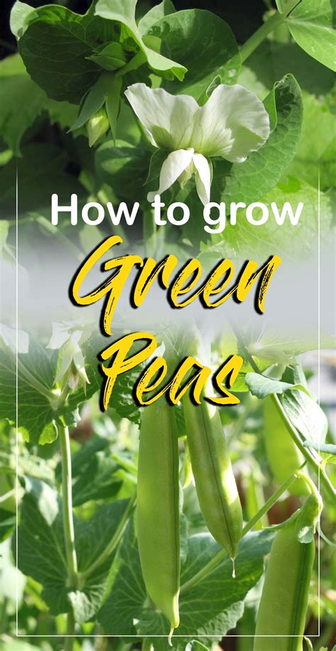 How To Grow Peas Growing Pea Growing Pea Plants In Containers