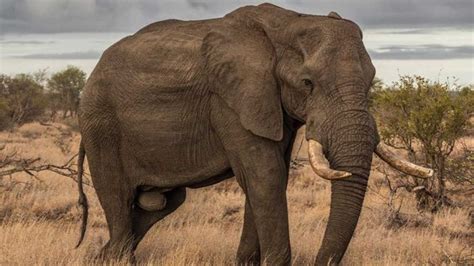 ¿cuánto Comen Los Elefantes Al Día Alimentación De Los Animales