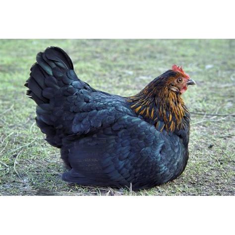Cackle Hatchery Black Sex Link Pullet Chicken Female 108f Blains