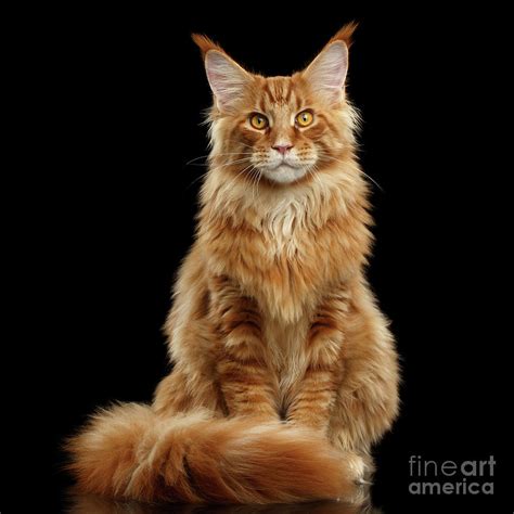 Top 103 Wallpaper Pictures Of Female Maine Coon Cats Excellent 102023