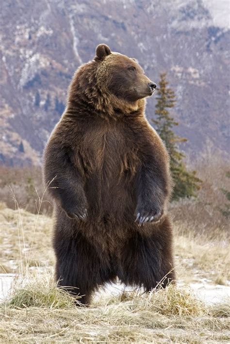 The 25 Best Grizzly Bear Facts Ideas On Pinterest