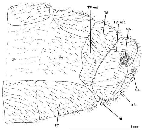 Female Terminus Exterior Lateral View Chrysopodes Neosuarius