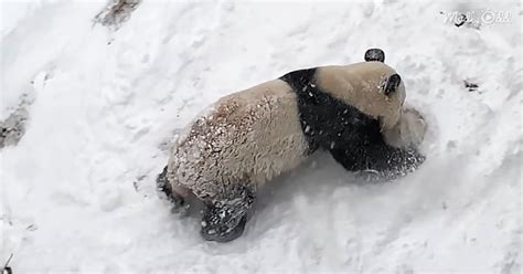 These Pandas Rolling In Snow At The National Zoo Are All Of Us On A