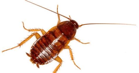 11 Bugs That Are Mistaken For Bed Bugs 2021 Bed Bug Look Alikes St
