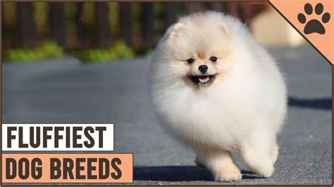 Top 10 Fluffiest Dog Breeds Dog World Youtube