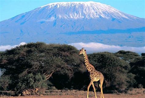 Mountain Kilimanjaro National Park Tanzania Safaris Tours Tanzania