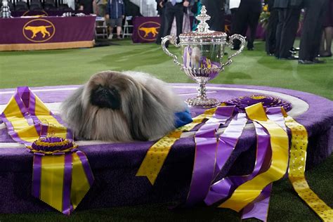 Prime Peke! Wasabi the Pekingese wins Westminster dog show