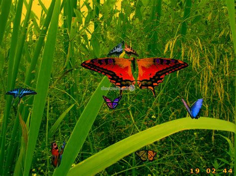 Descargar Amazing Butterflies Screensaver 11 Prueba Gratuita Decora