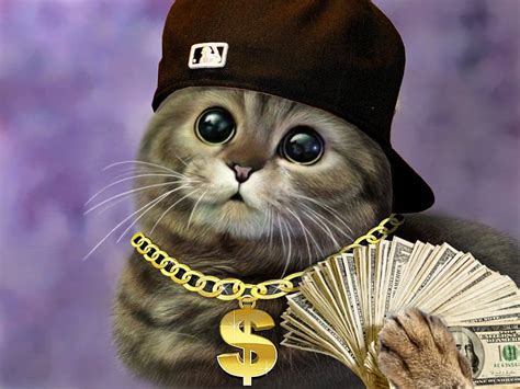 Thug Cats Gangster Cat Hd Wallpaper Pxfuel