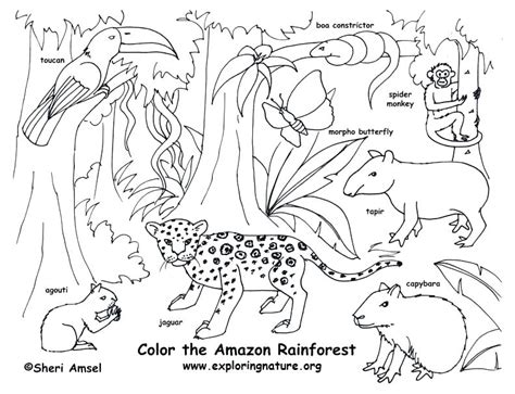 Animal Habitat Coloring Pages At Getdrawings Free Download