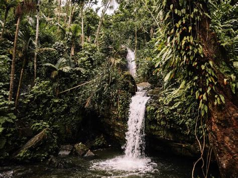 Guide To Visiting El Yunque National Forest Discover Puerto Rico