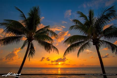 Coconut Tree Sunrise At The Beach