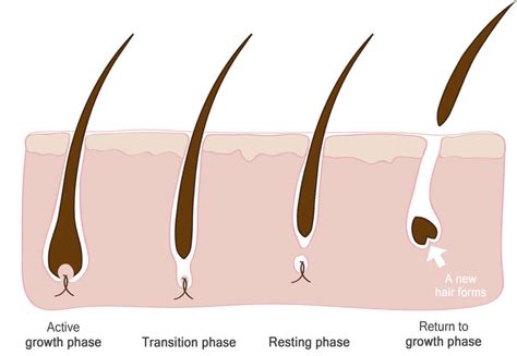 Hair Loss Cycles Stages Of Hair Growth Plus How To Maintain Hair