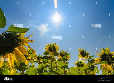 Girasol Siguiendo Al Sol De La Mañana Fotografía De Stock Alamy