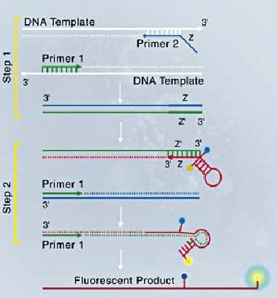 Gene Quantification Real Time PCR Dyes And Chemistries