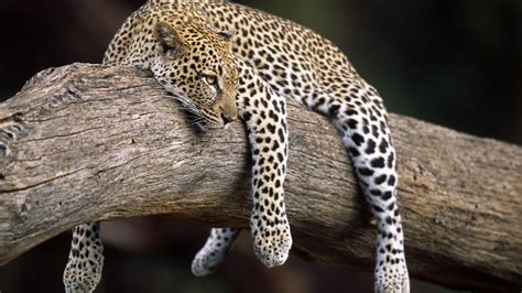 Nature Forest Animals Leopard Wallpapers Hd Desktop And Mobile