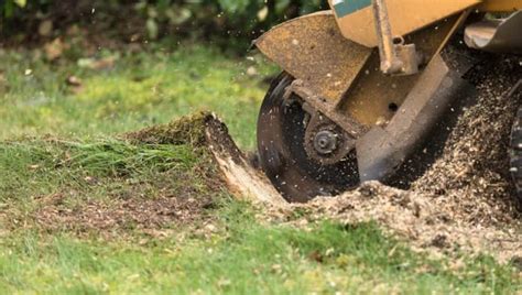What You Need To Know About Stump Grinding And Why Its Necessary