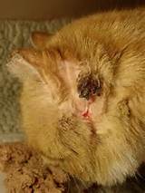 Home Remedies Ear Mites Cats Images