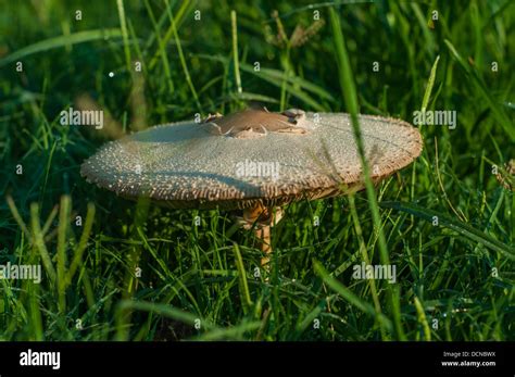 A Single Mushroom Covered In Dew In Morning Light Stock Photo Alamy