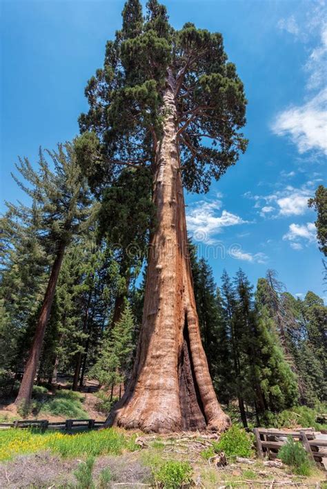 Árvore Da Sequoia Vermelha No Parque Nacional De Sequoia Foto De Stock